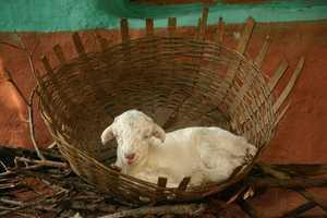 mmmm lamb in a basket