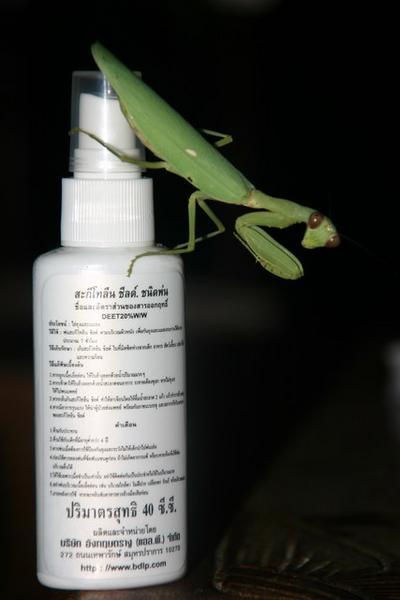 Praying Mantis Copulating with Our Insect Repellant