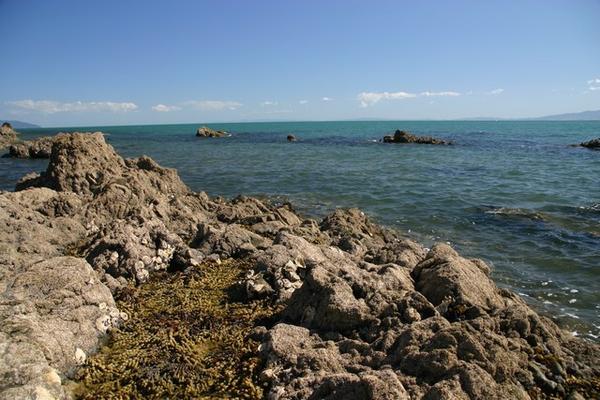 Seaweed and Rocks on the Coromandel Peninsula