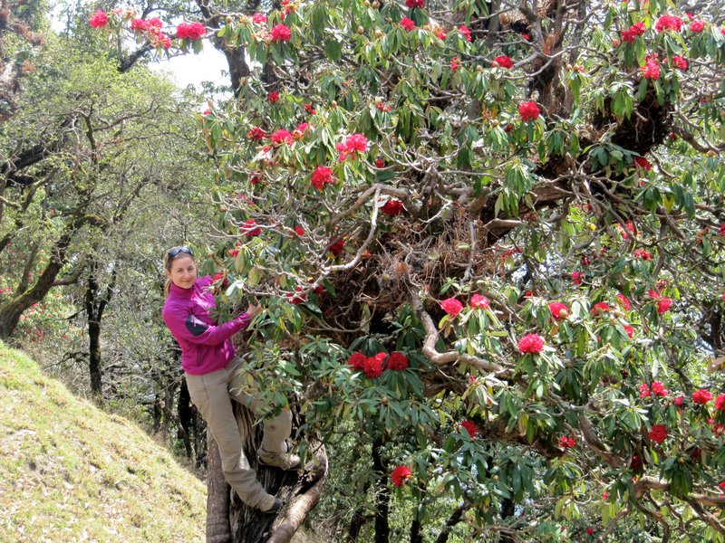 Rhododendron climbing