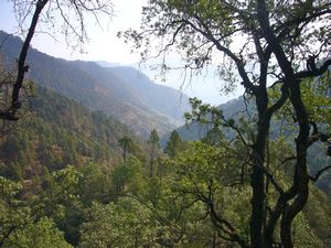 The Himalayan forest