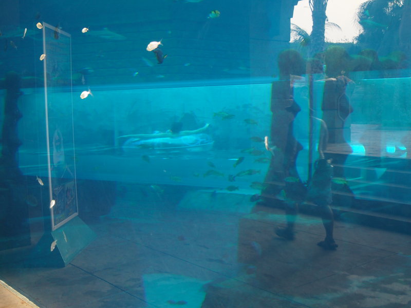 Ride floating through shark enclosure
