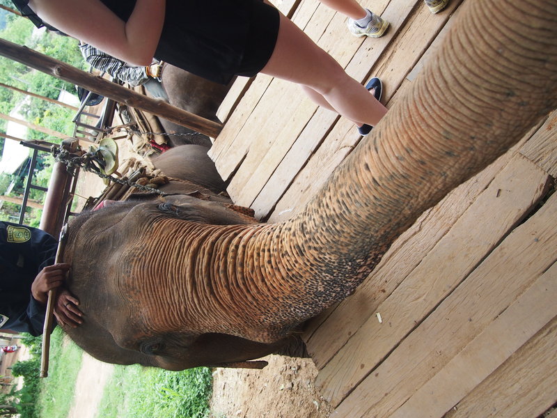 Cheeky trunky elephant!