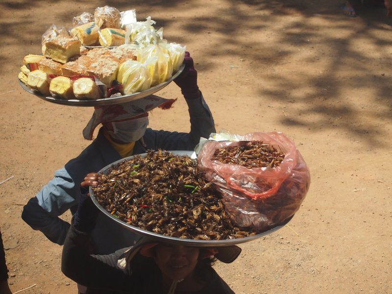Typical Cambodian snack-crickets and grasshoppers