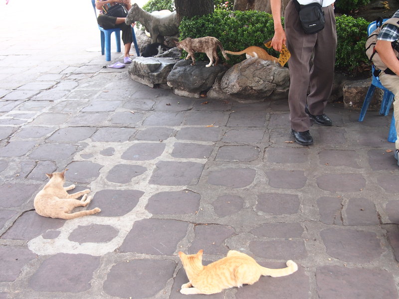 Lots of kittens at the temples