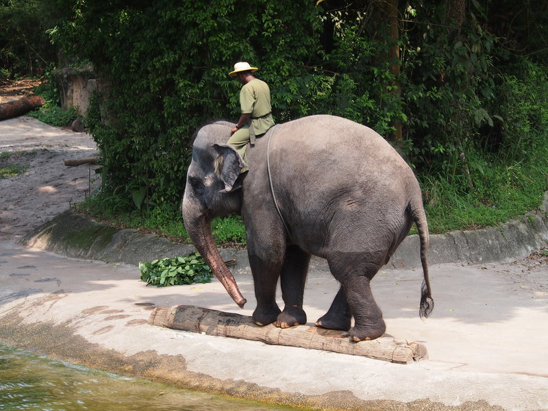 Who knew elephants had incredible balance
