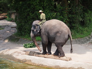 Who knew elephants had incredible balance
