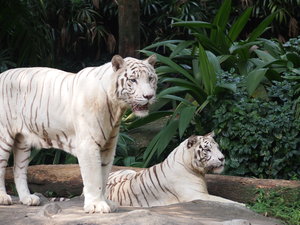 Stunning white tigers