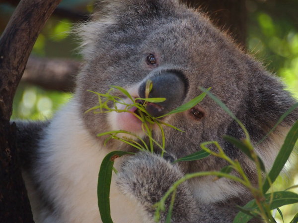 Koala eating!