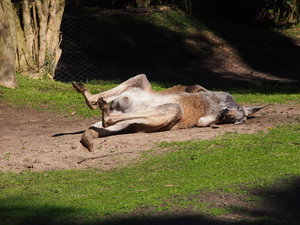 Lazing Kangaroo