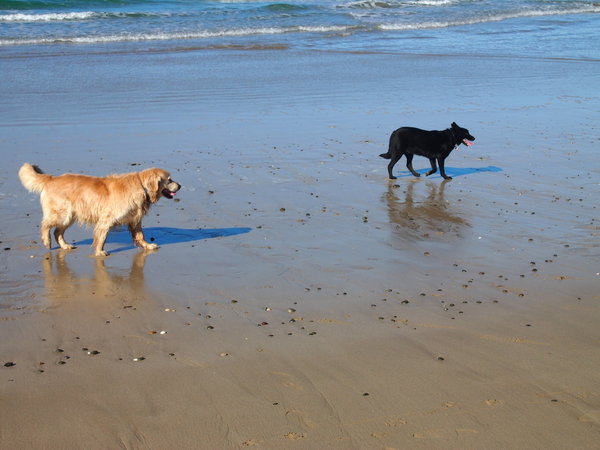 Dogs having fun in the sand and sea