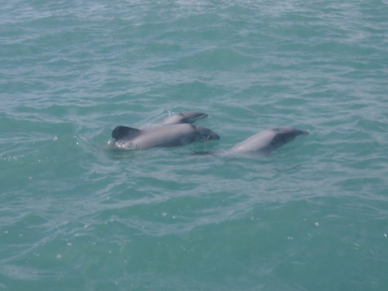 Some Hector's Dolphins