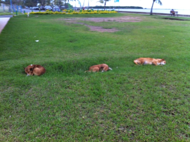 Sleeping stray dogs 