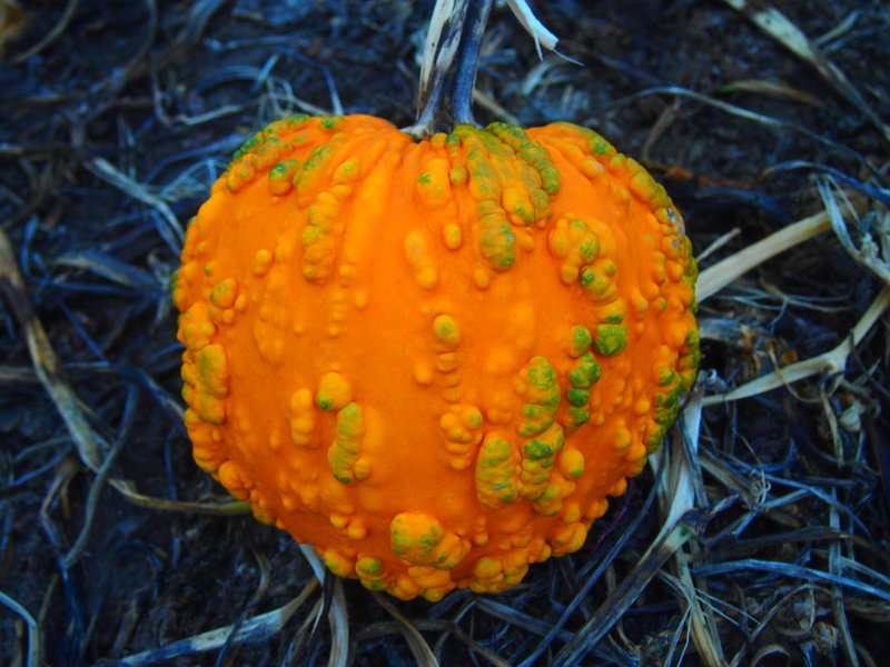 Deformed warty pumpkin