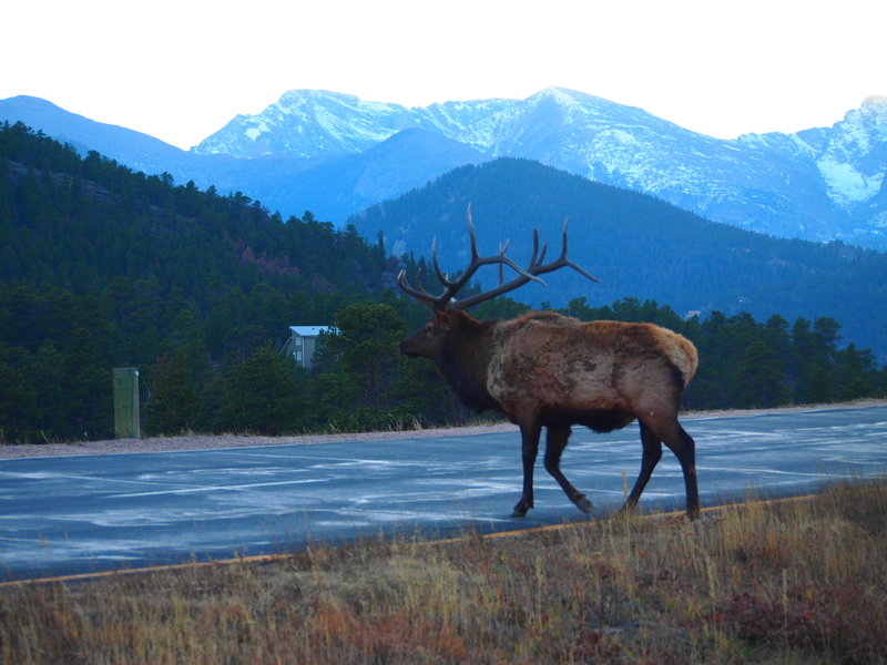 Elk at Rocky Mountain NP