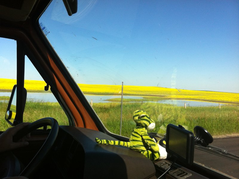 Mascot George checking out the fields of Canola