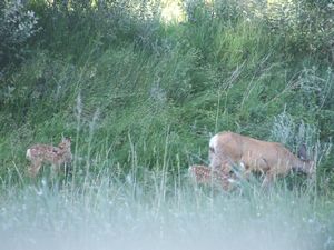 White tailed deer with her offspring