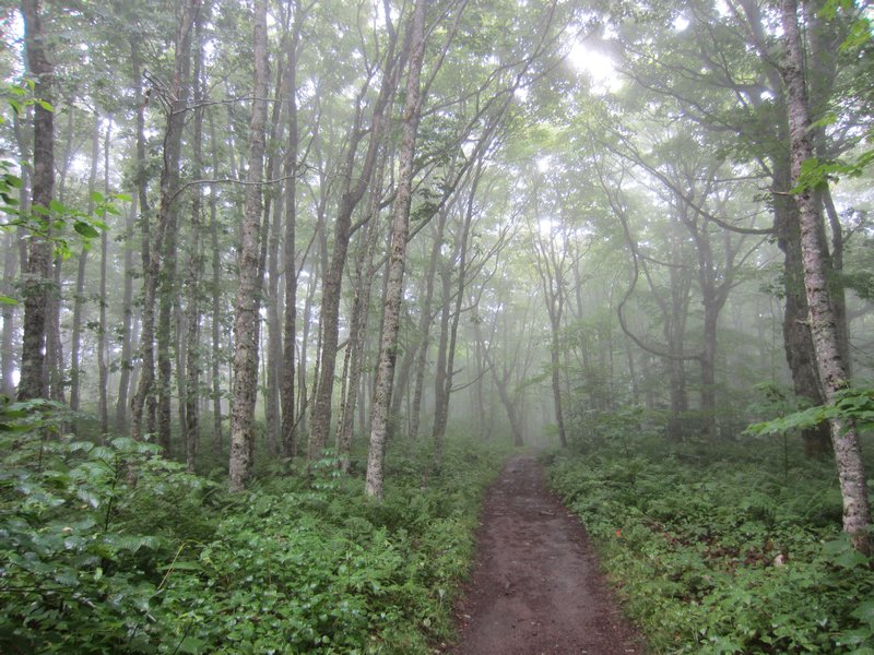 Cape Split Hiking Trail in the mist