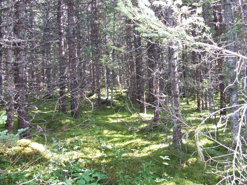 Newfoundland forest