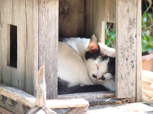 Taking a nap in a spirit house