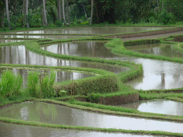 Unplanted rice terrace