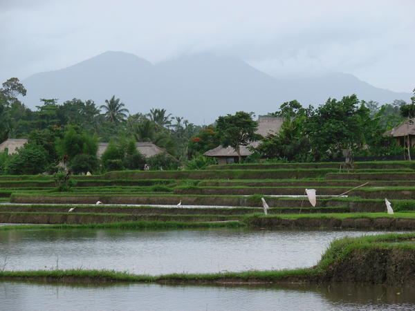 White flags in a rice terrace