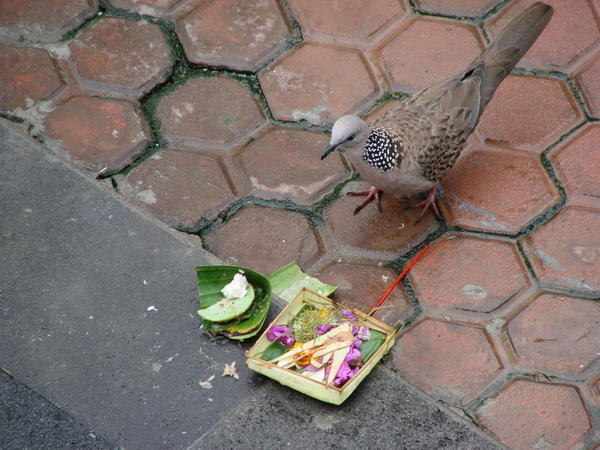 A dove picking at an offering outside a shop