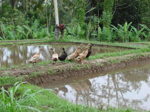 Ducks are left in the harvested rice terraces to pick up leftovers