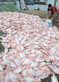 Thousands of dead  fish