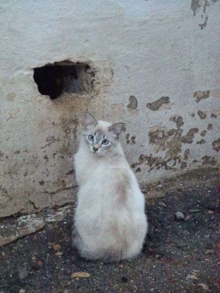 Suzdal Monastery Cat beside its home