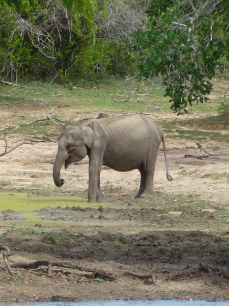 Male elephant - Yala