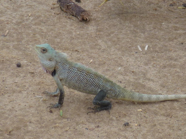 small iguana