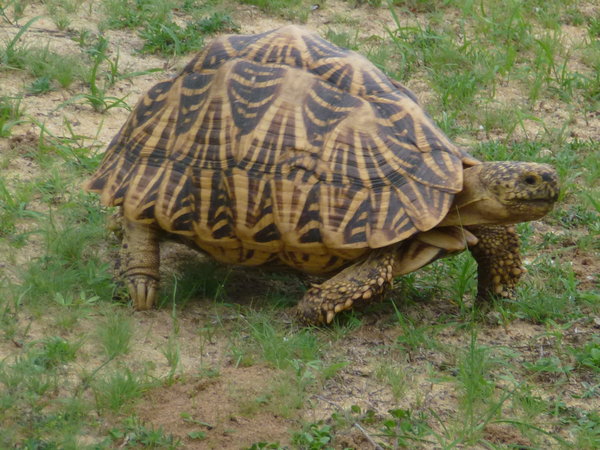 large tortoise