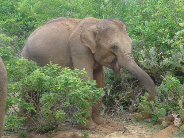 elephant looking happy