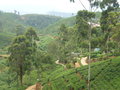 train view across tea plantation and hills