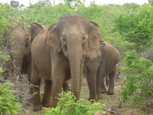 elephant family group