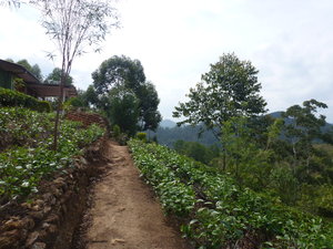 View over tea plantation