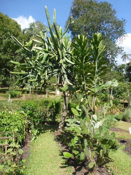 Botanic Gardens, Kandy