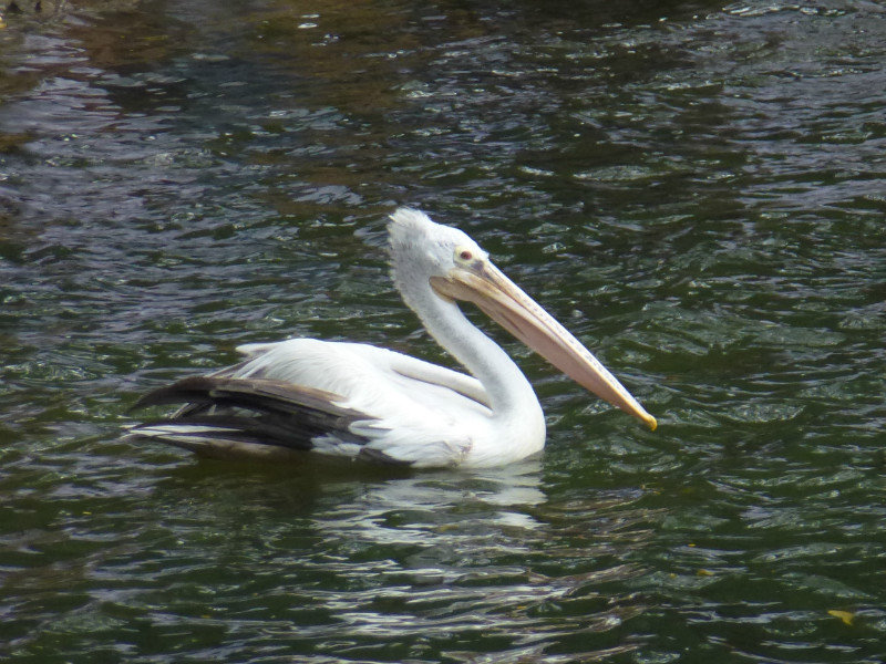 Pelican on Kandy Lake