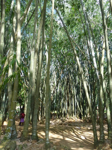 Big bamboo at the botanic garden