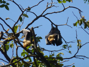 Big bats at the gardens