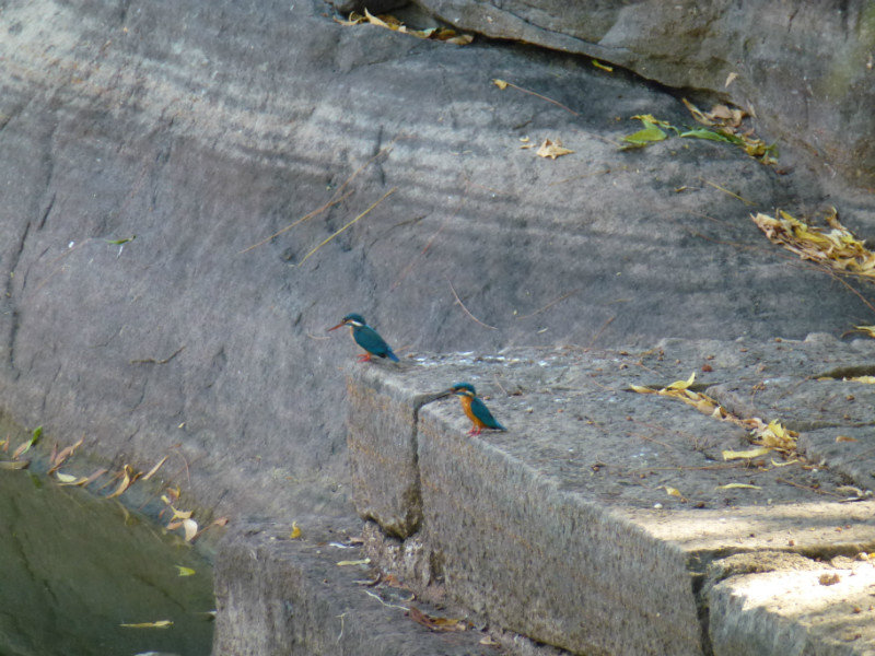 two of many Kingfishers
