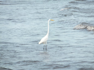 Wildfowl on the Lake - Egret