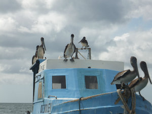 More pelicans San Juan DS