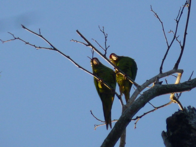 Parrots at Cahuita