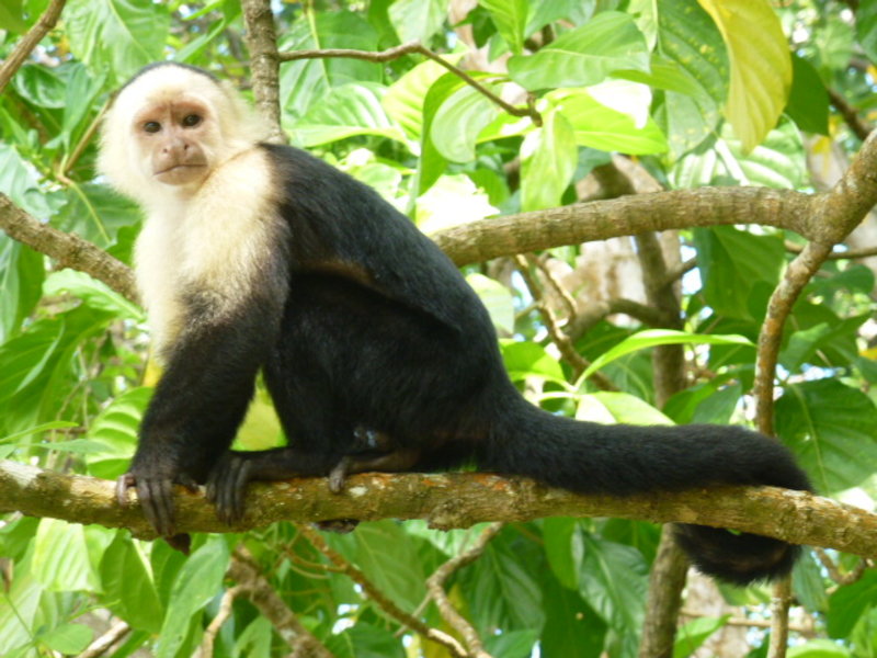 Capuchin mokey - Cahuita