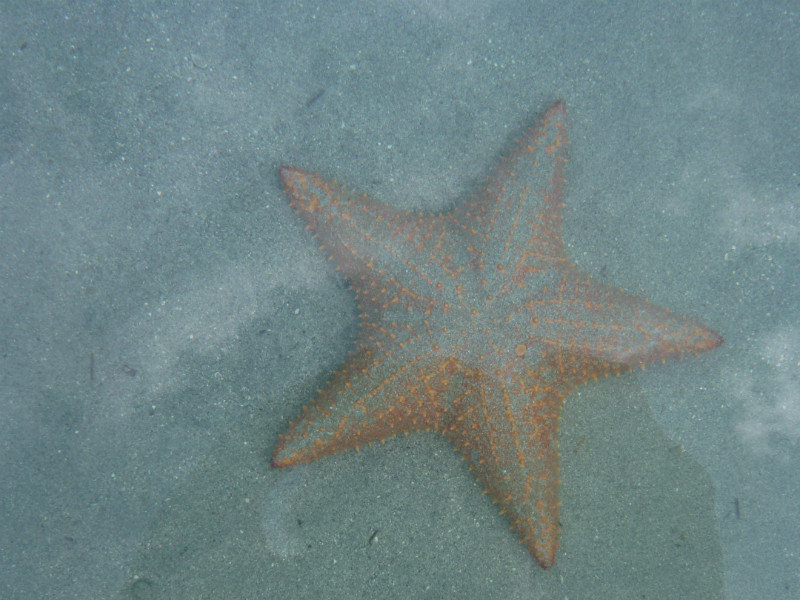 Starfish at Starfish Beach