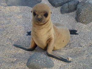Inquisitive seal pup