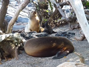 Small group of sea lions