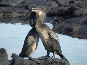 Flightless cormorants
